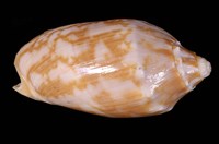 藏品(蝙蝠渦螺)的圖片